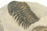 Two, Bargain, Crotalocephalina Trilobite Fossils - Atchana, Morocco - #201306-7